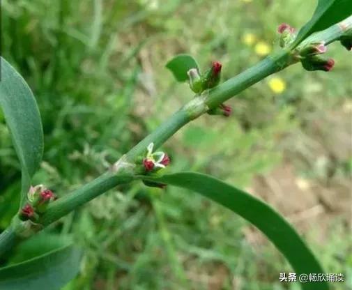 这么多野菜你认识几种，比韭菜还鲜嫩