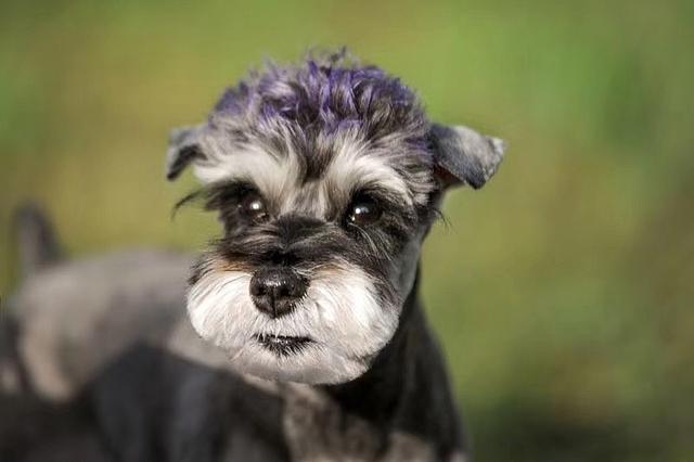 雪纳瑞怎么好养，主人做好这7点