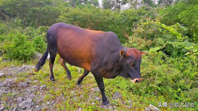 金堂到云顶山旅游环线最新进展，东搬山至盖苍山