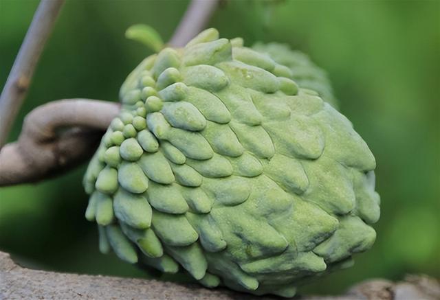 云南产什么水果，云南水果种类及名称