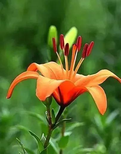 各种最好看的鲜花，分享40多种美丽的鲜花