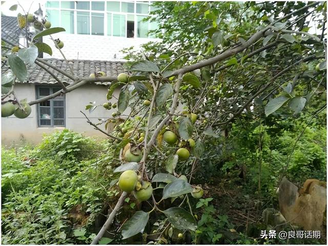 江西赣语方言怎么说，江西话汉语赣方言之样貌