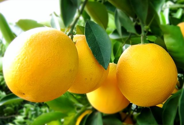 云南产什么水果，云南水果种类及名称