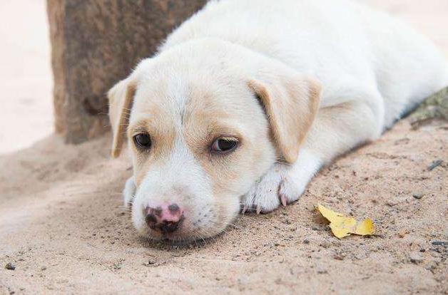保持狗狗健康注意这三点，要想狗狗身体强壮