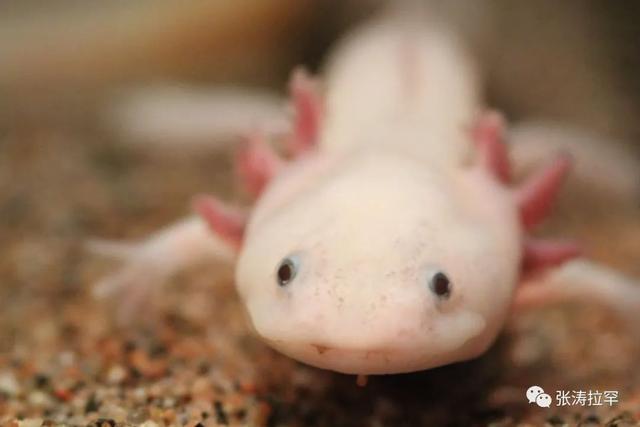 6种长相奇特的动物，千奇百怪一眼销魂