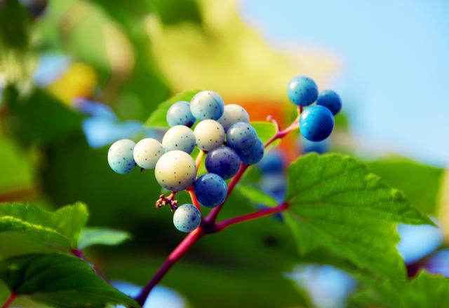 云南产什么水果，云南水果种类及名称