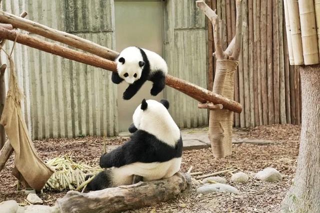 成都市内旅游攻略自由行攻略，带你4天玩转成都必打卡地