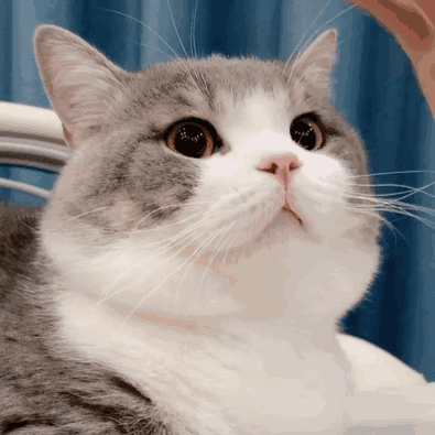 新手养猫基础知识，新手养猫基础知识宠物猫饲养