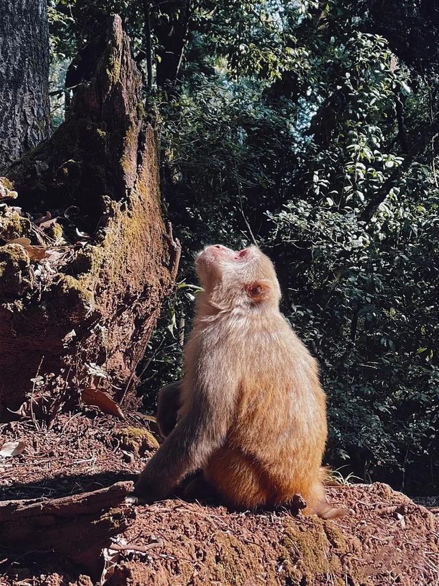 鸡足山旅游攻略，11月免费的大理宾川鸡足山（大理宾川鸡足山景区旅游攻略）