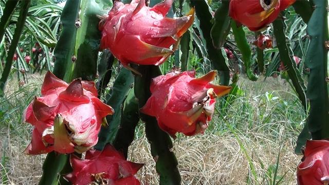 云南产什么水果，云南水果种类及名称