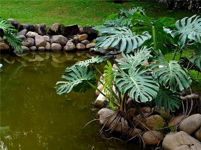 花卉图片及名称大全，常见绿植花卉及名称大全（100种常见花图鉴）
