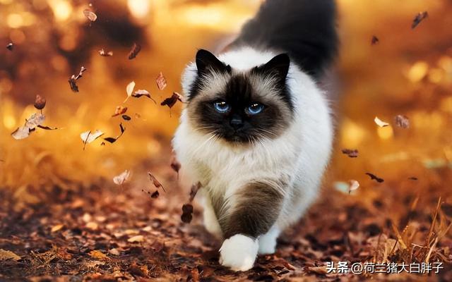 猫咪跑步机为什么不能一直开着，猫咪跑步机如何正确使用