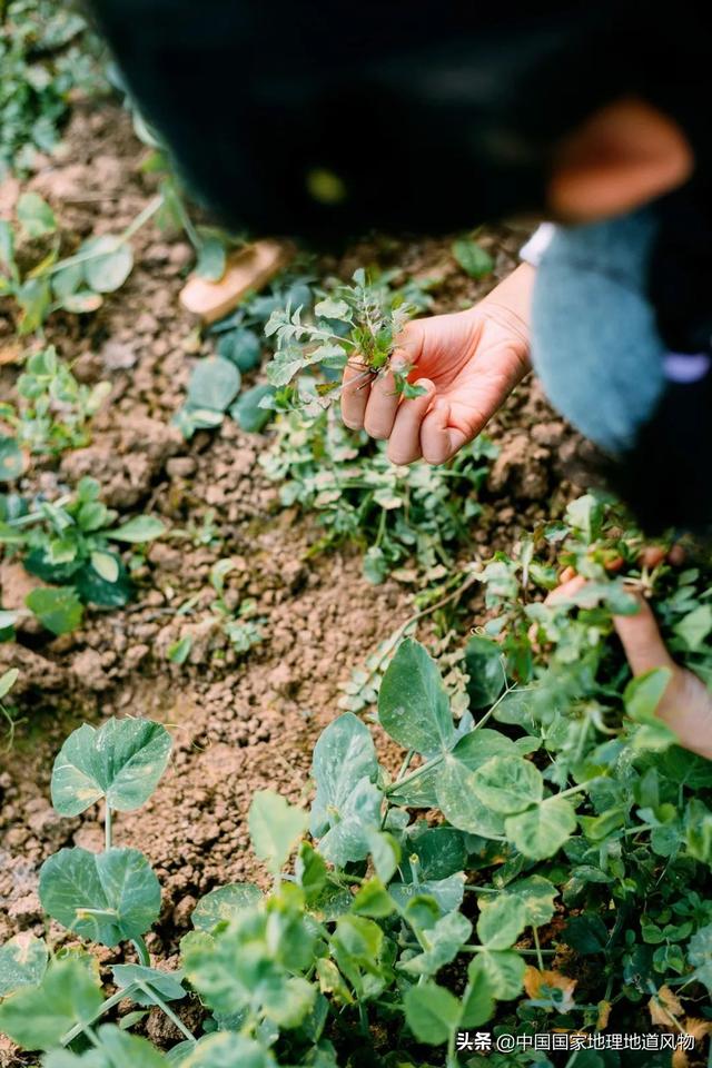 在地里挖的野苦菜怎么吃，野菜苦菜的三种家常吃法