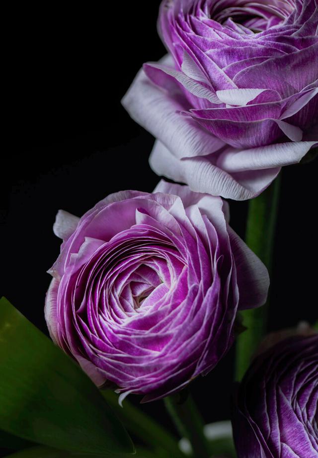 一花一草一世界，一花一草一世界 唯美句子（一花一草一世界）