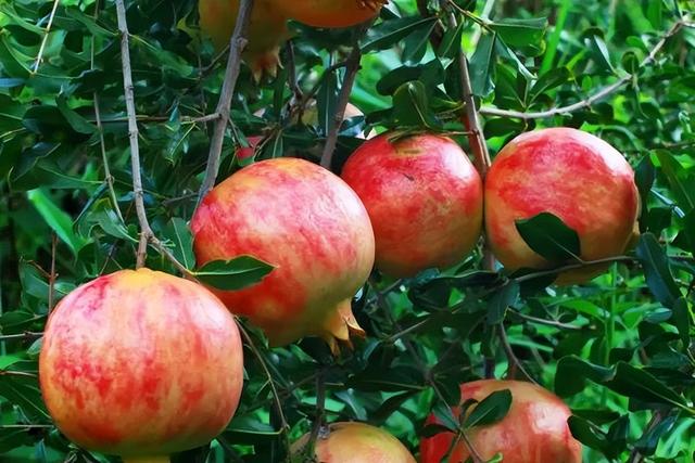 石榴品种哪种最好，什么品种的石榴好种（中国最好吃的石榴前五名）