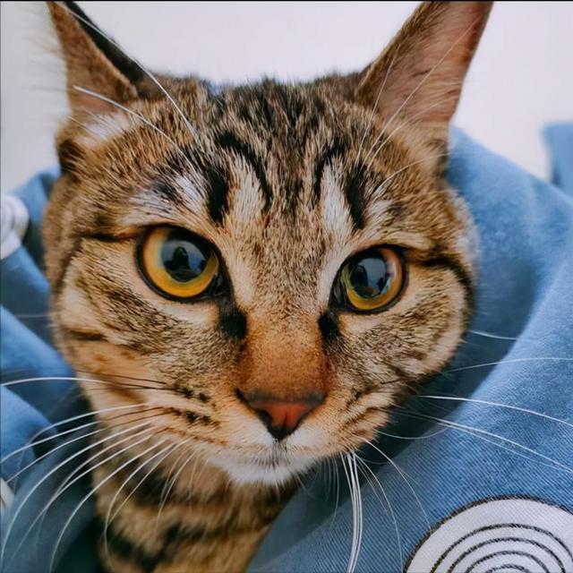 什么猫最温顺且掉毛不多，的4种猫，不易生气，也不记仇