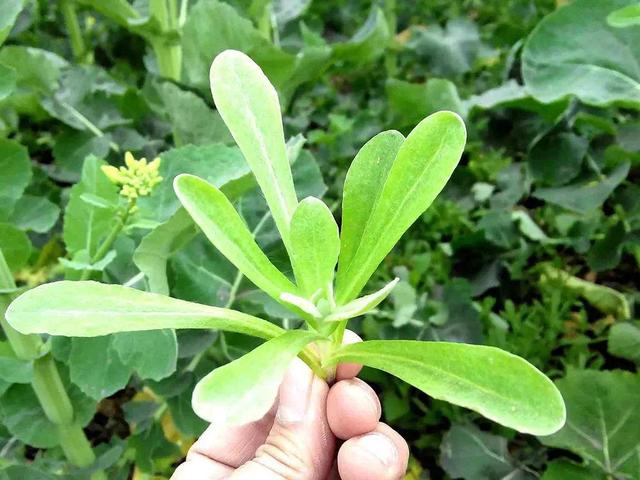 这种野菜老家到处都是，长在水田的一种野菜