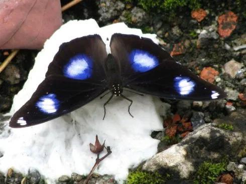 世界八大名贵蝴蝶，世界十大名贵蝴蝶