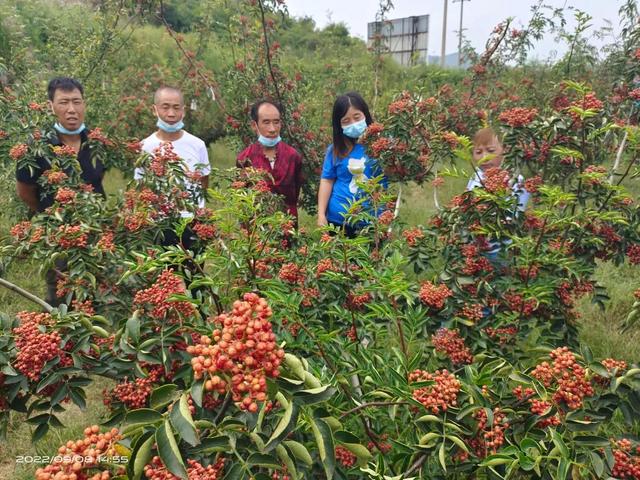 无刺花椒苗价格走势，大家都在找无刺花椒