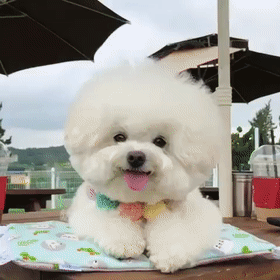 小可爱是什么狗，哪种狗狗特别可爱特别好养（其实是小可爱的恶霸犬）