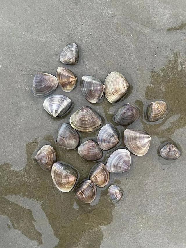 洞头冬天还能不能赶海，天气这么好去洞头赶海啊