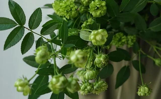 春天丛生的开花植物，50种花春天播种