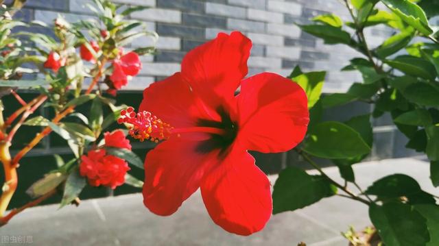 古代姻缘树是干嘛的，小说：高冷皇子寺庙祈福