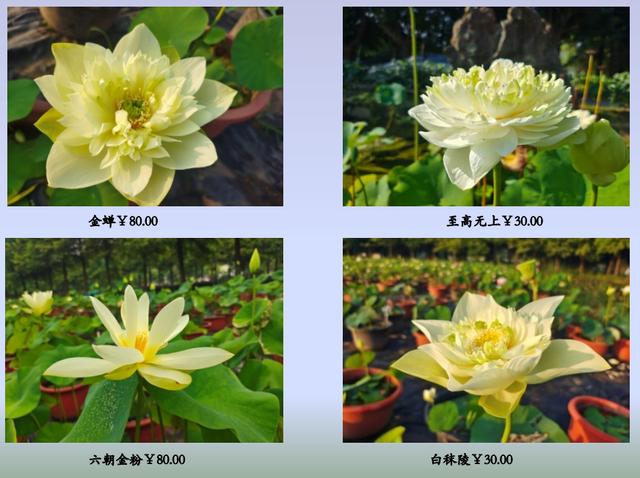 名贵荷花十大品种，最大的荷花品种排行榜