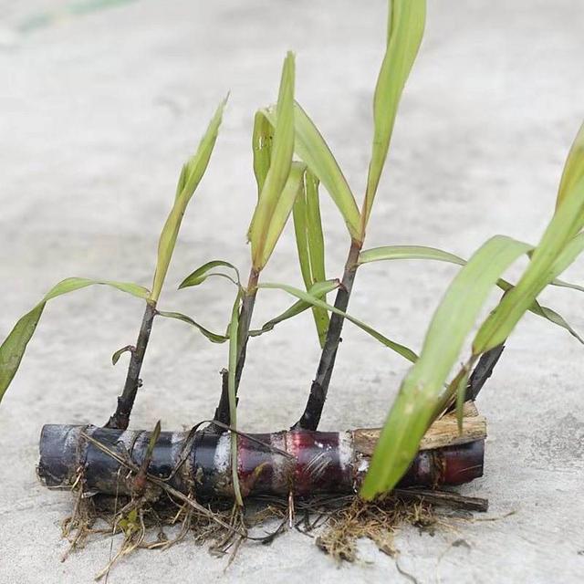 甘蔗介绍及种植方法，甘蔗介绍及种植