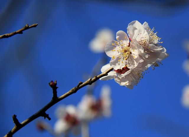 冬天的南京最美的风景，盘点南京春天最美的6个地方