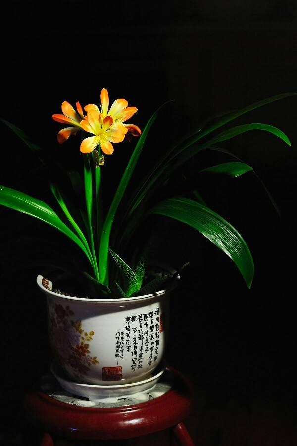 君子兰不开花怎么办才能开花，用“啤酒水”擦叶子