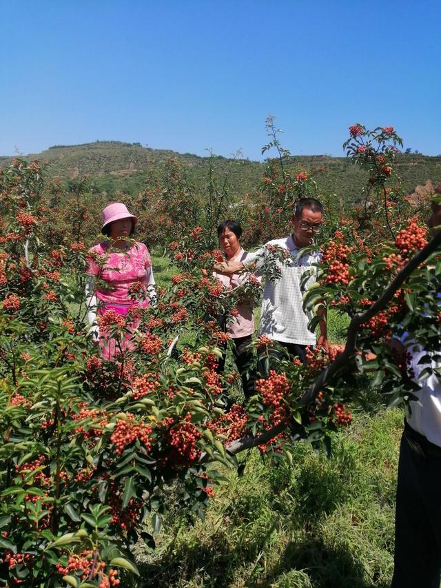 无刺花椒苗价格走势，大家都在找无刺花椒