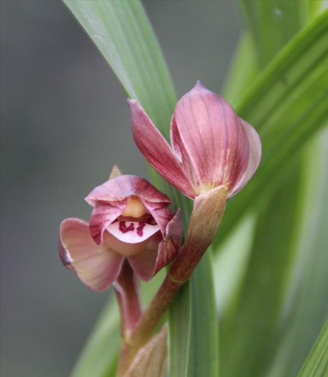 千瓣莲精品荷花，千瓣荷花……珍品莲首现武汉植物园荷花展