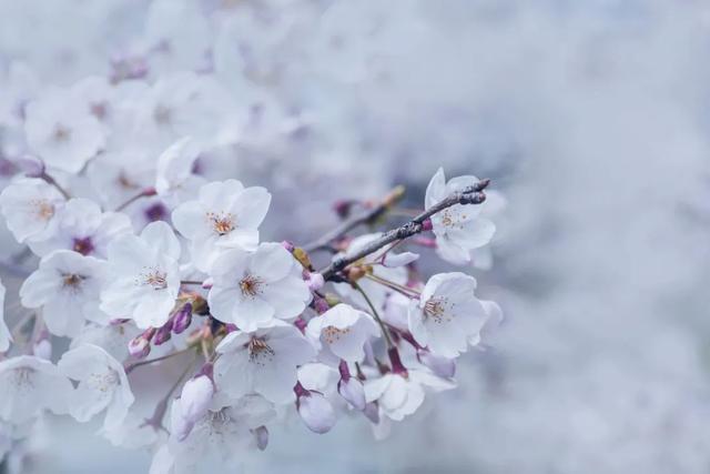 春天旅游国内推荐，国内春天最美的15个旅行目的地