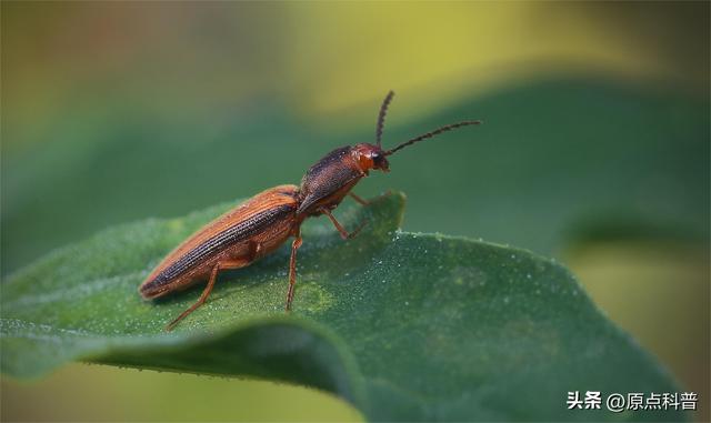 盘点童年玩过的十种昆虫，童年玩过的10种昆虫