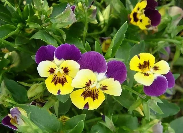 花卉图片及名称大全，常见绿植花卉及名称大全（100种常见花图鉴）