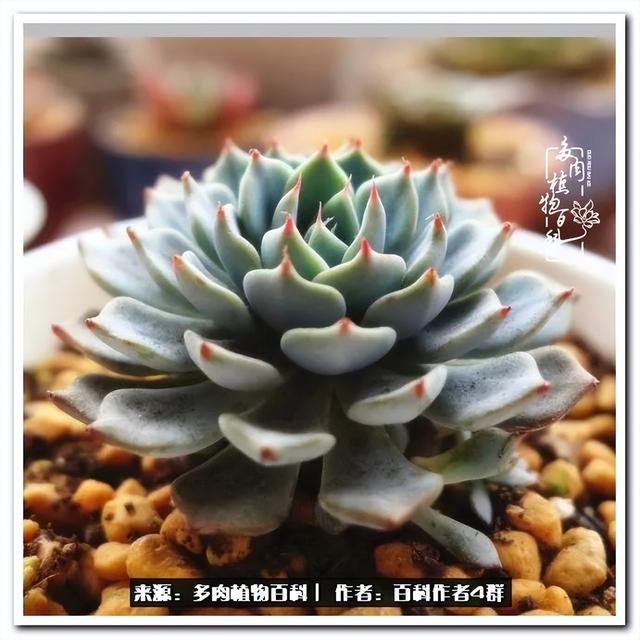 好养的容易上色的景天科多肉，景天科常见多肉图鉴不完全版D系列