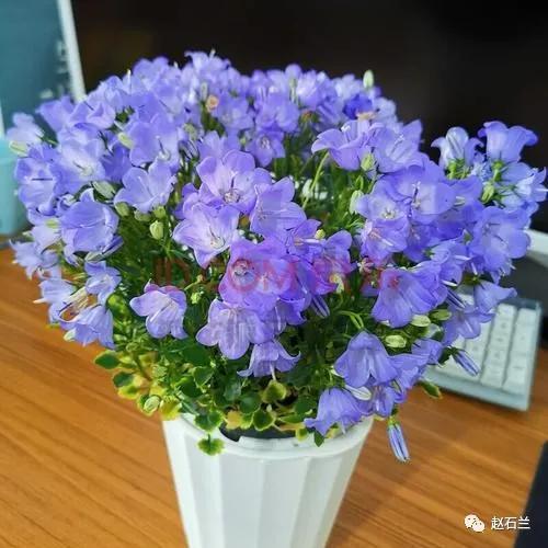 清新可爱的风铃花，漂亮风铃花（其中一个还能吃）
