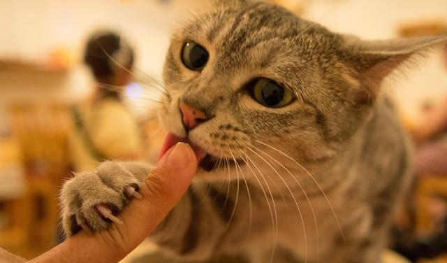 猫舔人是什么意思，猫咪为什么爱舔人（是在向你“暗示”这些事）