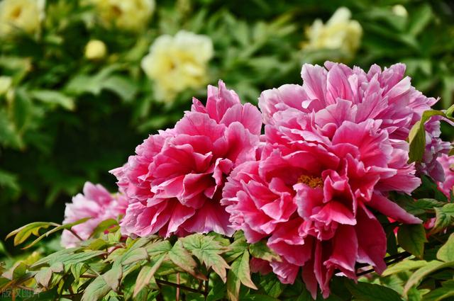 河南特产有什么值得带，河南18个地市能带走的特产都在这