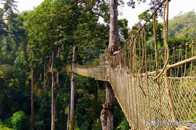 望天树景区跟原始森林去哪个好，望天树景区开园了