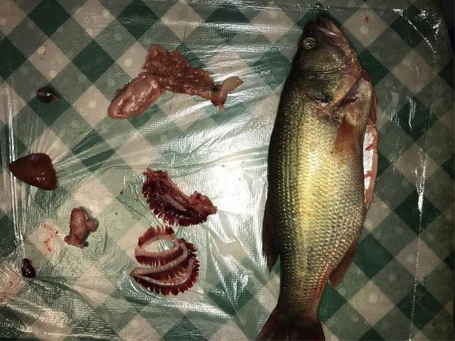 鱼的内脏解剖图，龙鱼内脏解剖图解（通体熟透、内脏掏空）