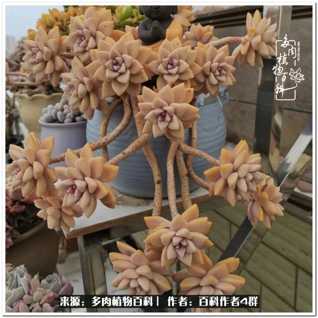 好养的容易上色的景天科多肉，景天科常见多肉图鉴不完全版D系列