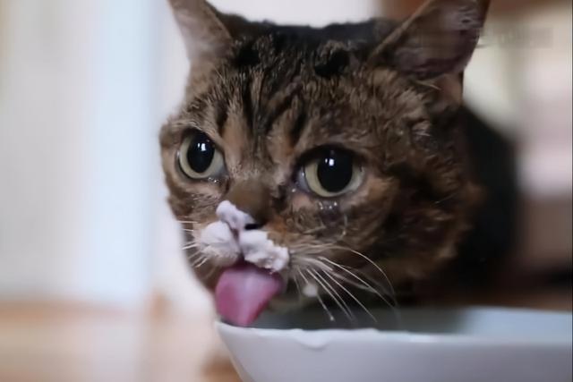 猫喜欢吃什么食物，猫咪可以吃的6种食物一般家庭都有