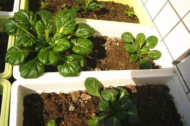 乌塌菜怎样过冬，冬季种菜天生不怕冷