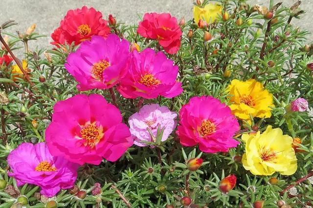什么花好看又好养，开花好看又好养的花卉（种一盆好看又好养）