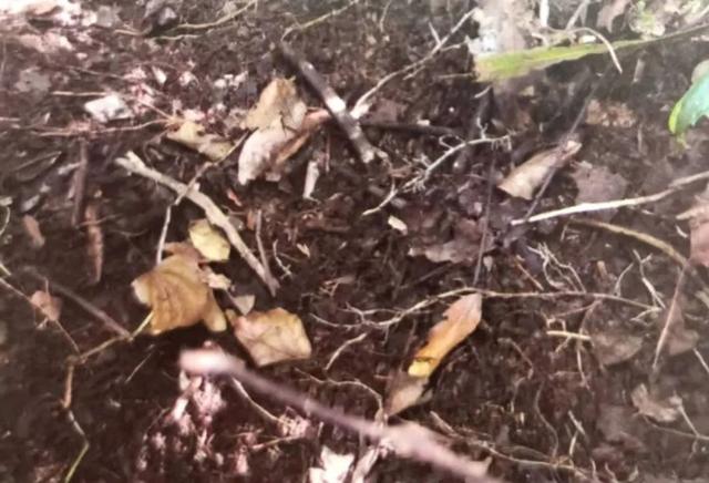 养兰花什么植料最好，这“3种”植料
