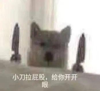 可爱小狗表情包，可爱表情包大全狗子