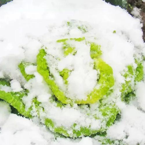 乌塌菜怎样过冬，冬季种菜天生不怕冷