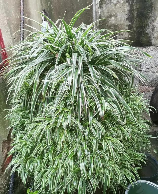 能净化空气的花卉，十种能净化空气吸收甲醛的花卉